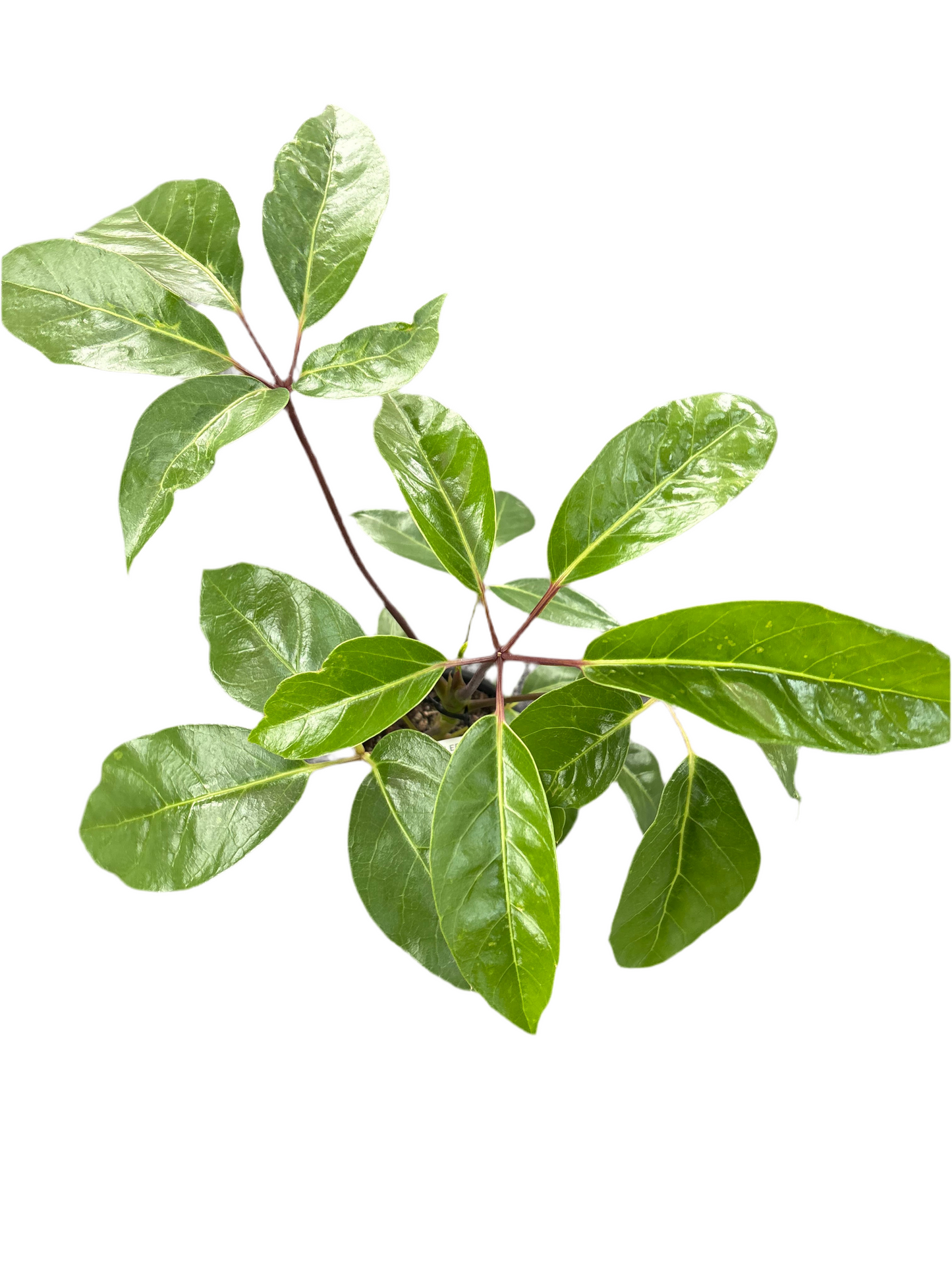 130mm Schefflera Alpine