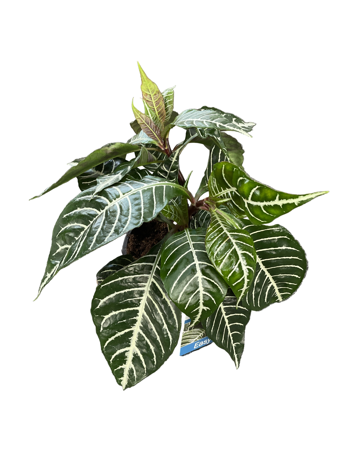 Aphelandra Squarrosa - Zebra Plant