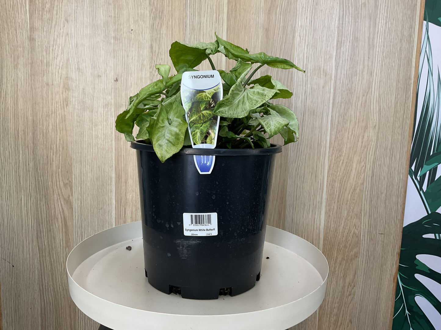 Syngonium White Butterfly