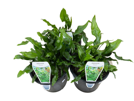 140mm Kangaroo Fern