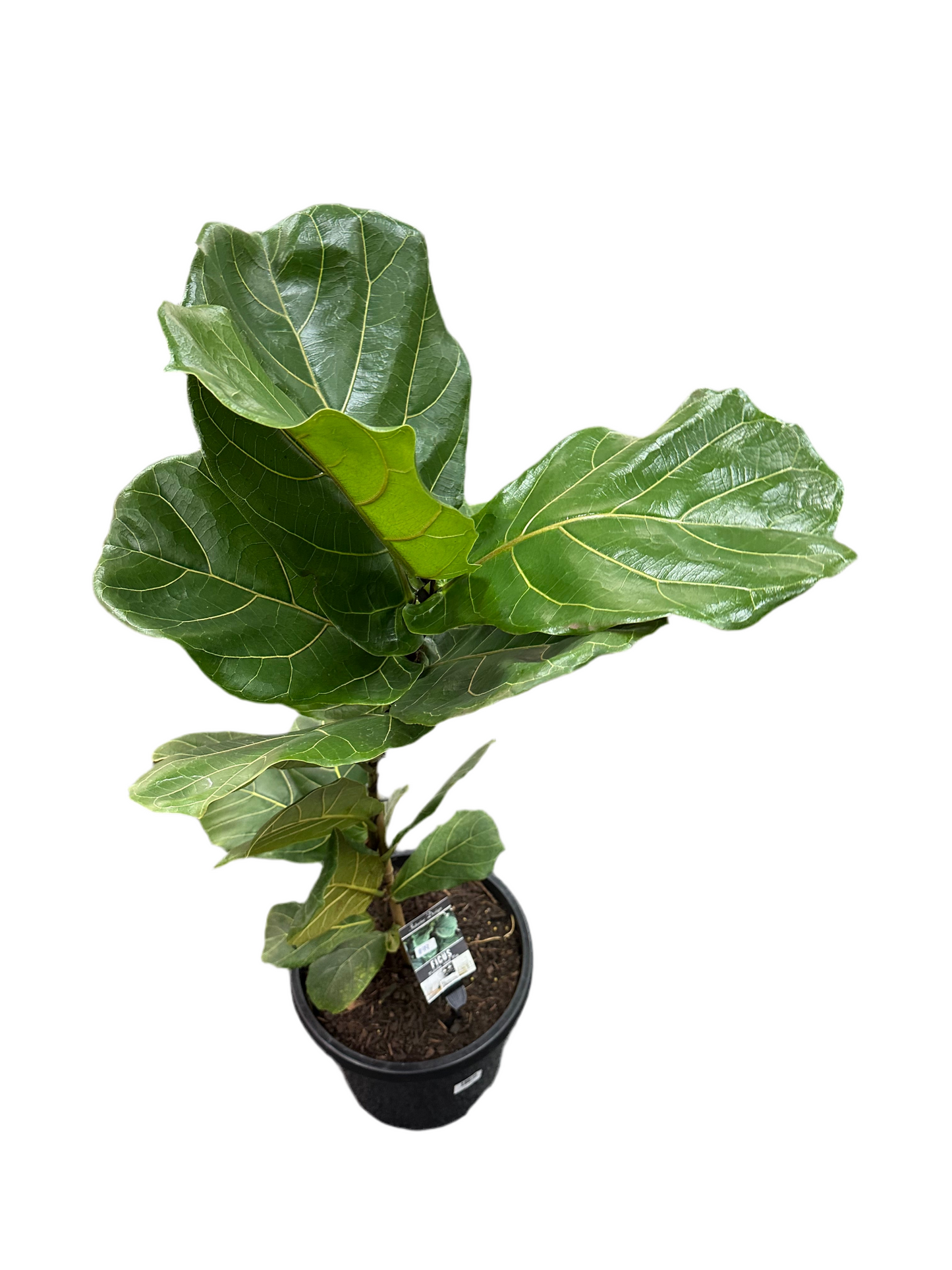 300mm Ficus Lyrata Fiddle Leaf