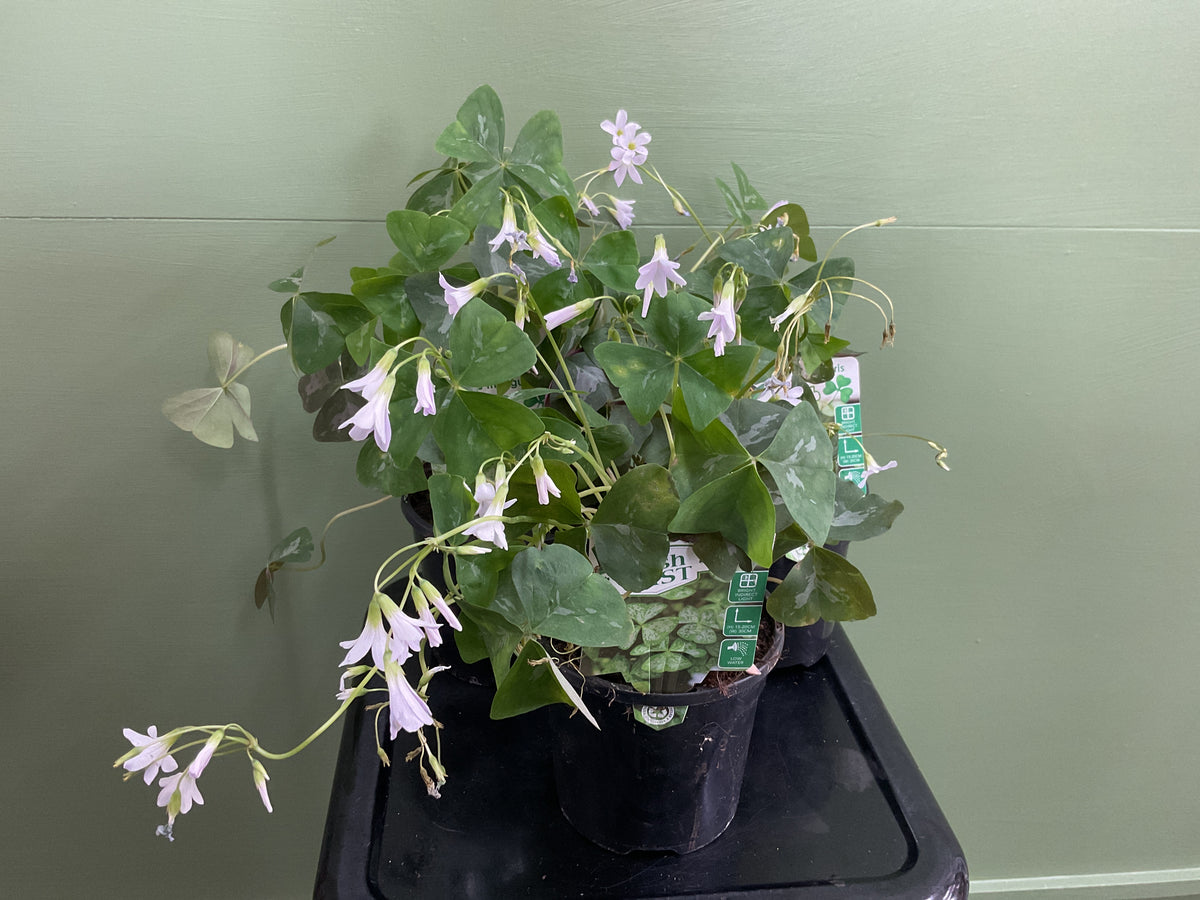 130mm Oxalis Triangularis Irish Mist