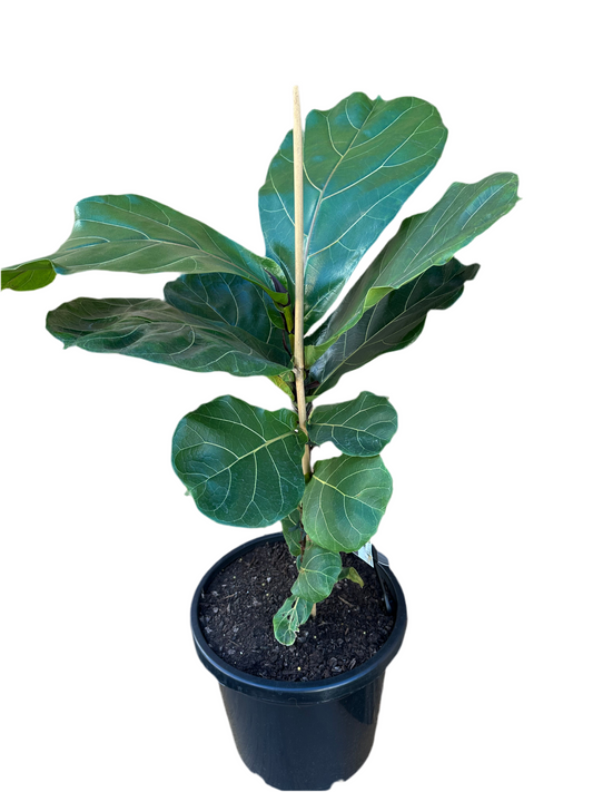 300mm Fiddle Leaf fig