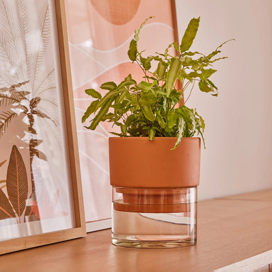 Auden Self Watering Pot