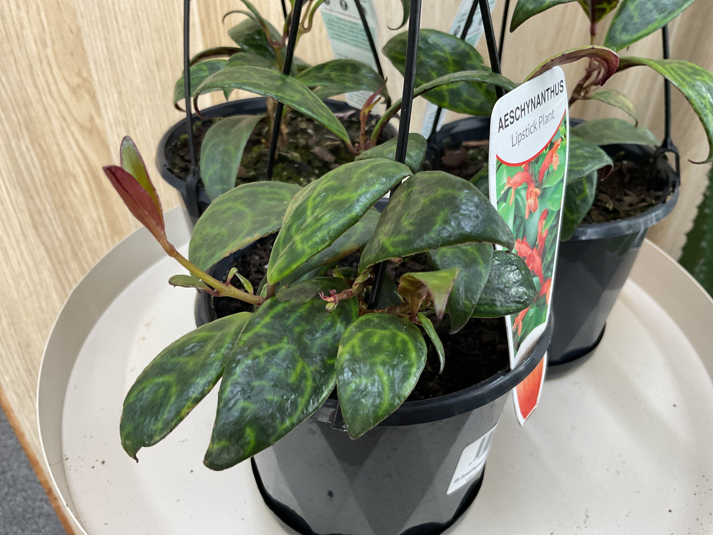 Aeschynanthus Lipstick Plant