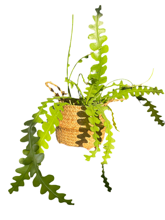 Fishbone cactus 150mm