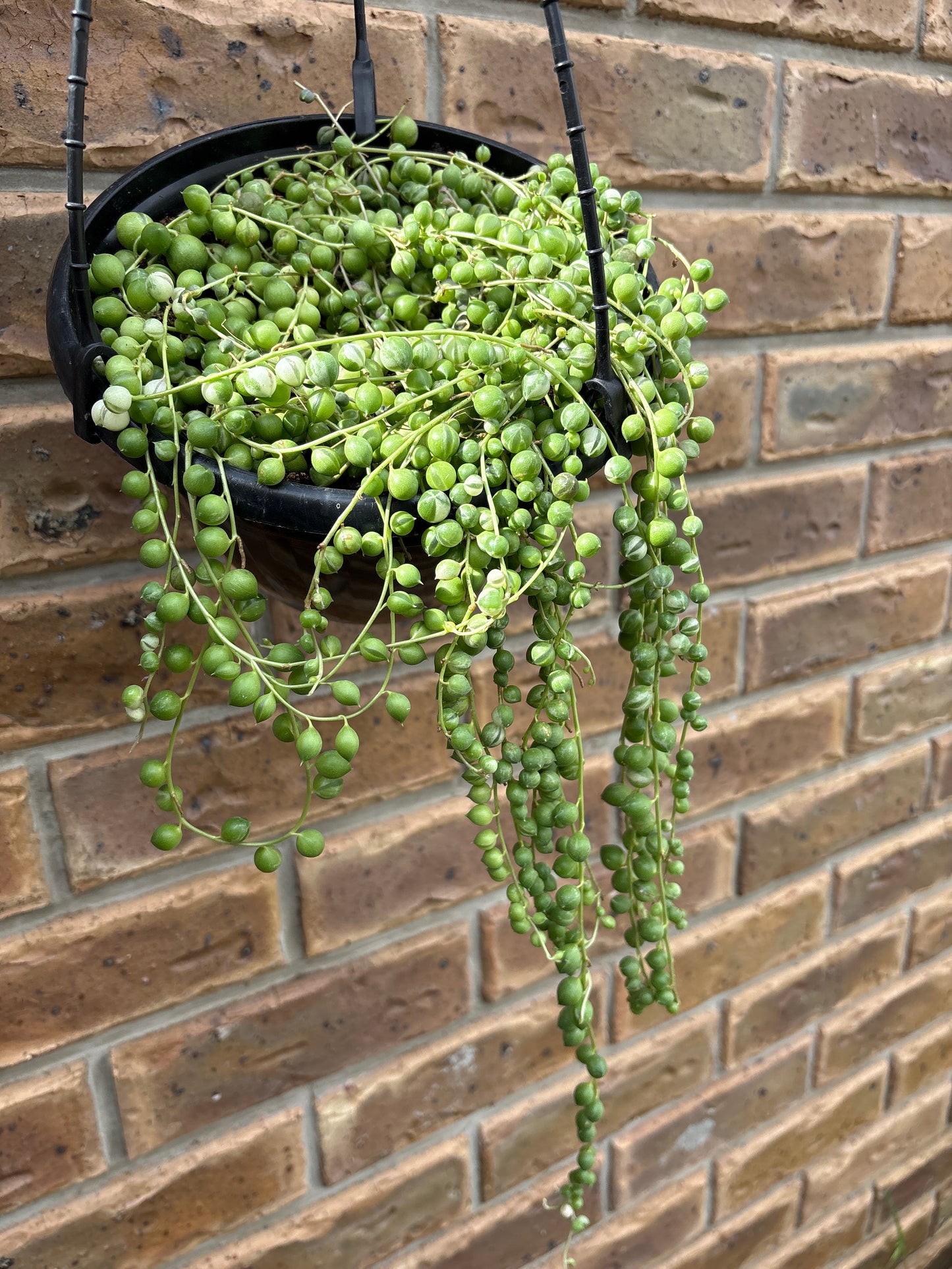 String Of Pearls - Hanging basket
