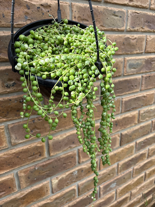 String Of Pearls - Hanging basket