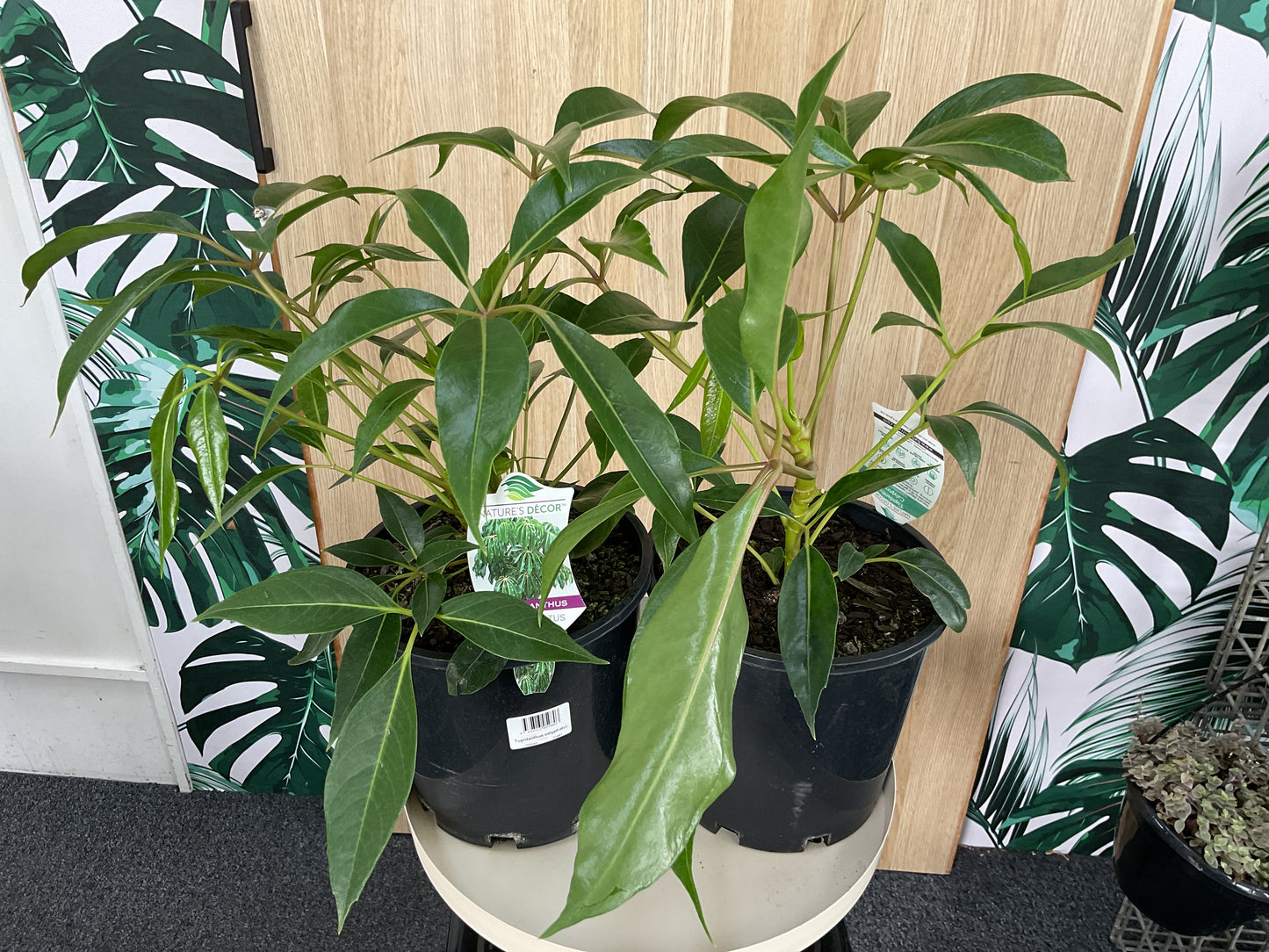 Umbrella Tree- 200mm