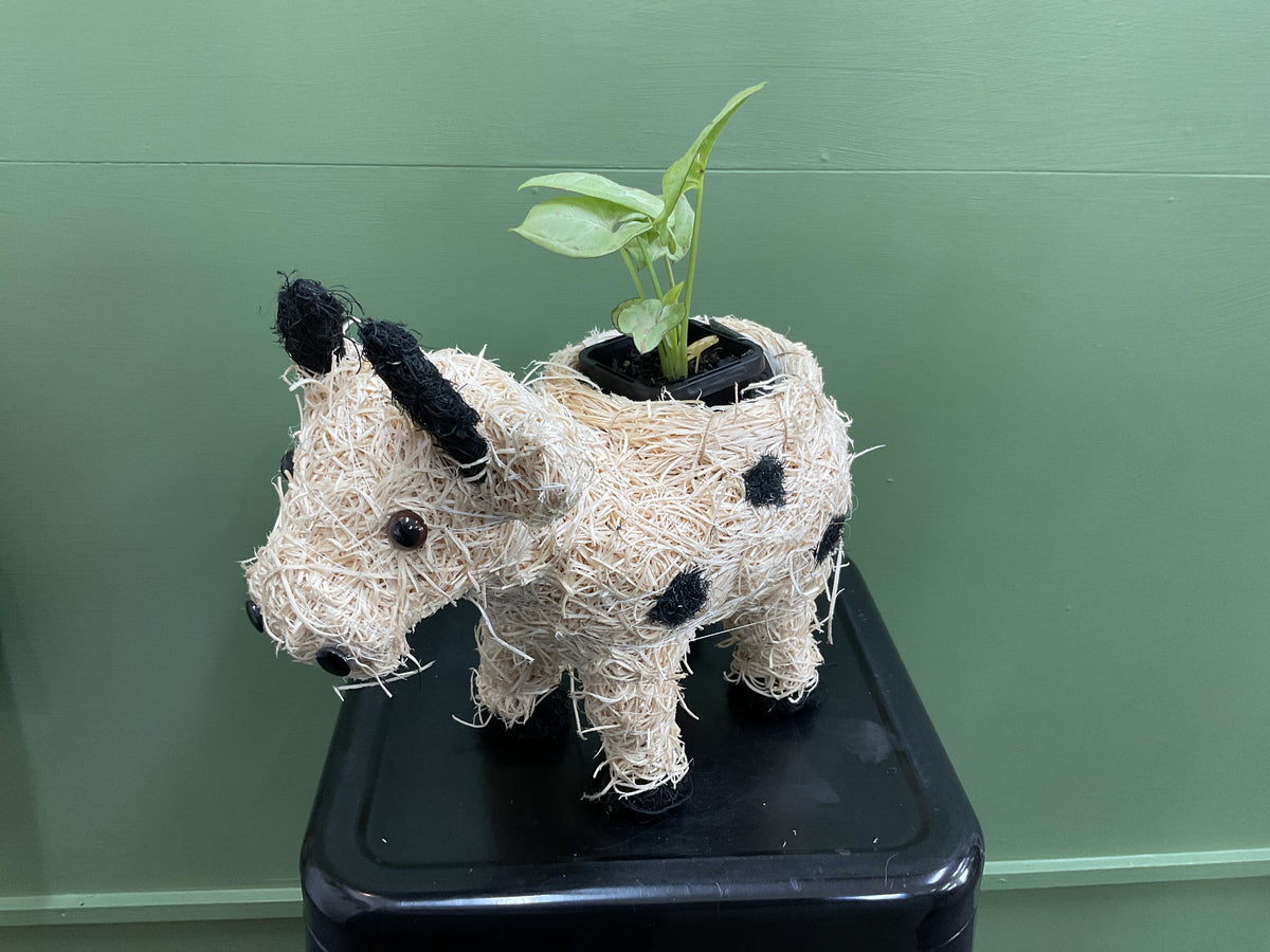Husk Jersey Cow Planter