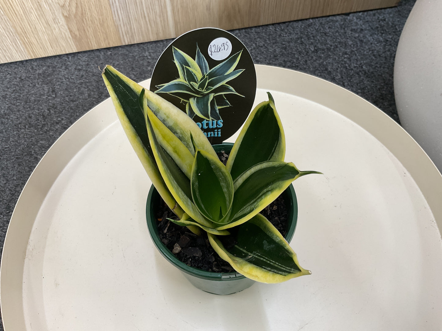 Sansevieria Lotus Hahnii