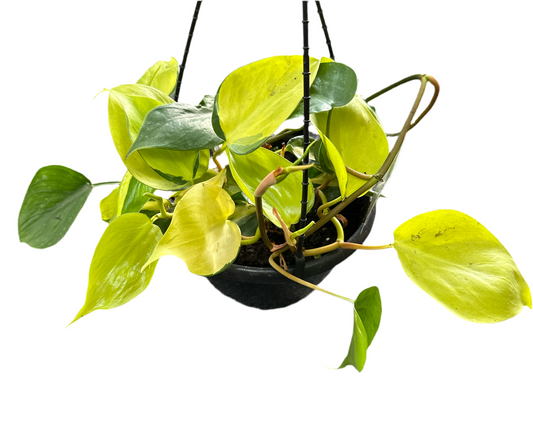 200mm Philodendron Brasil - Hanging Basket