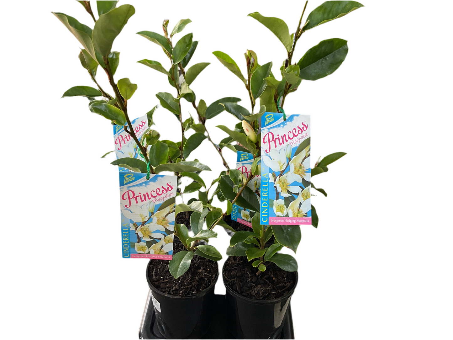 140mm Michelia Cinderella- Magnolia