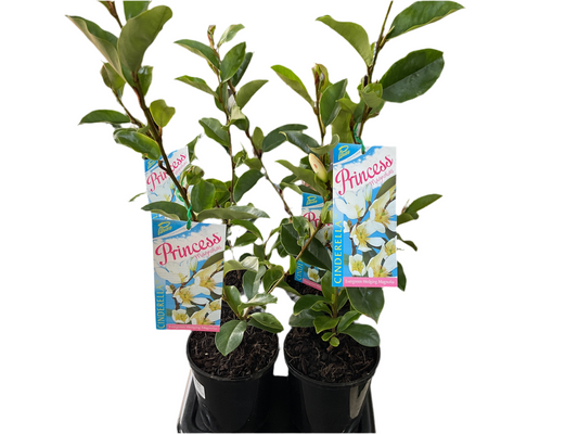 140mm Michelia Cinderella- Magnolia