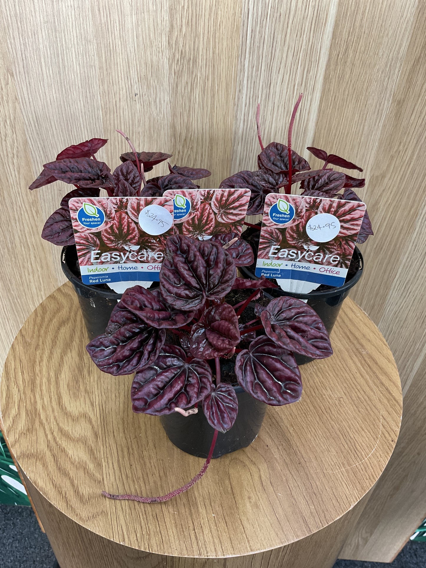 Peperomia Red Luna