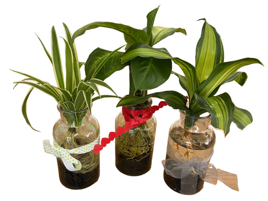 Hydro Plants- Assorted
