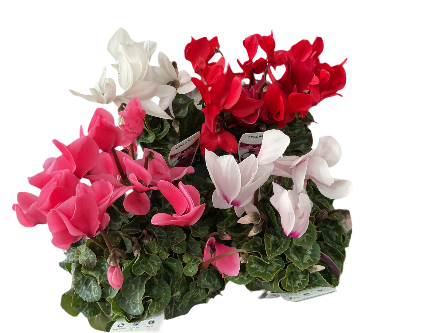 140mm Cyclamen Assorted
