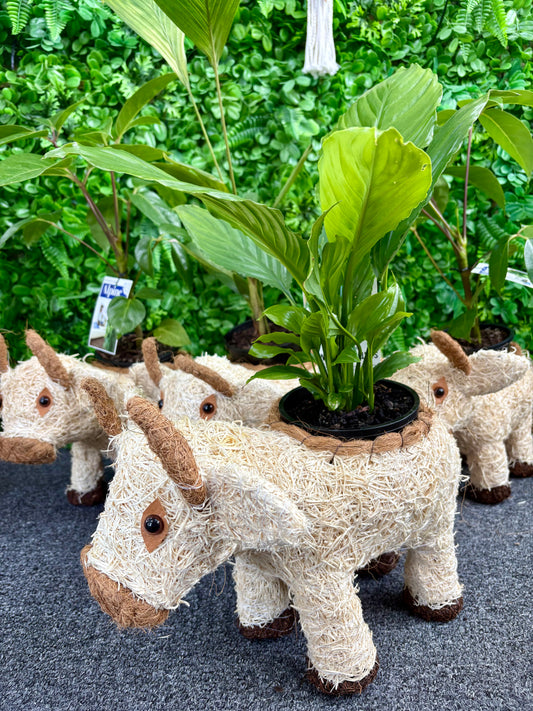 Husk Cow Planter