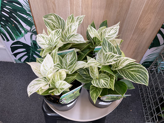 130mm Philodendron Birkin