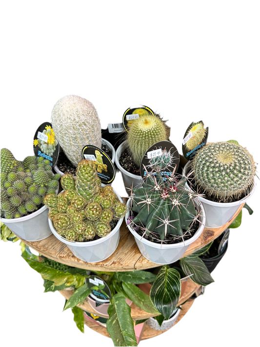 130mm Cacti