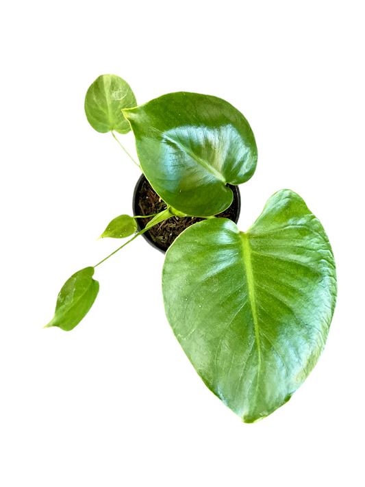 130mm Monstera
