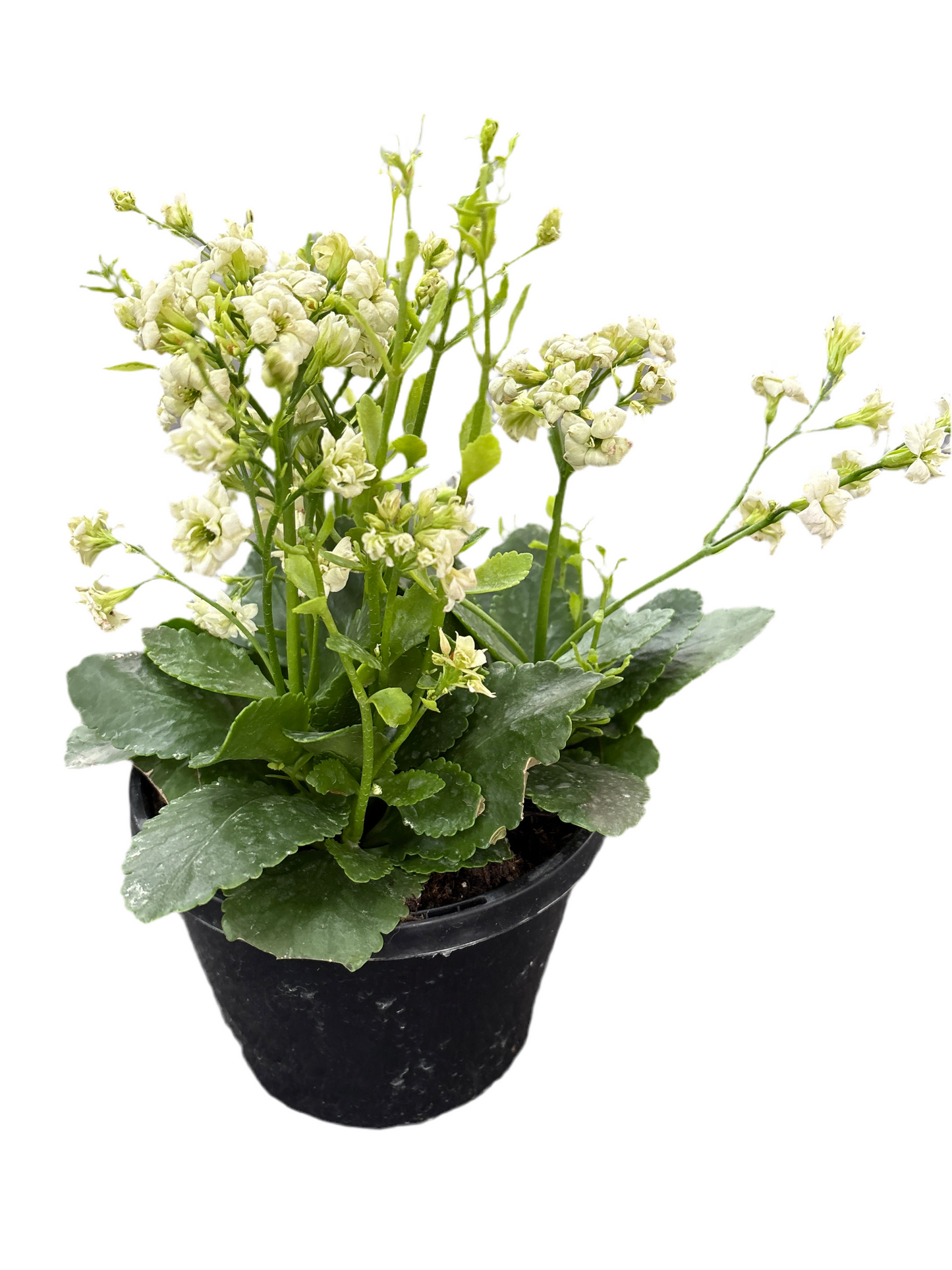 180mm Kalanchoe - white flower