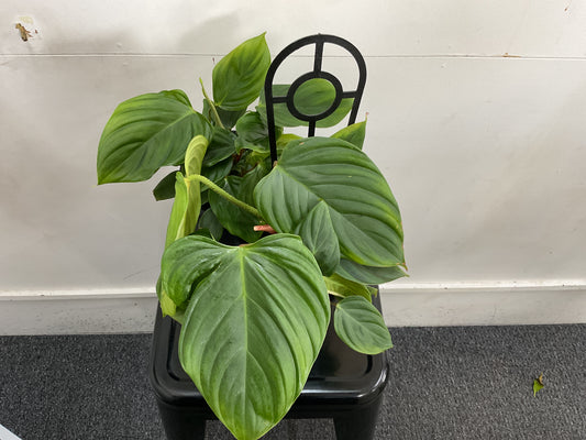 Philondendron Fuzzy Petiole