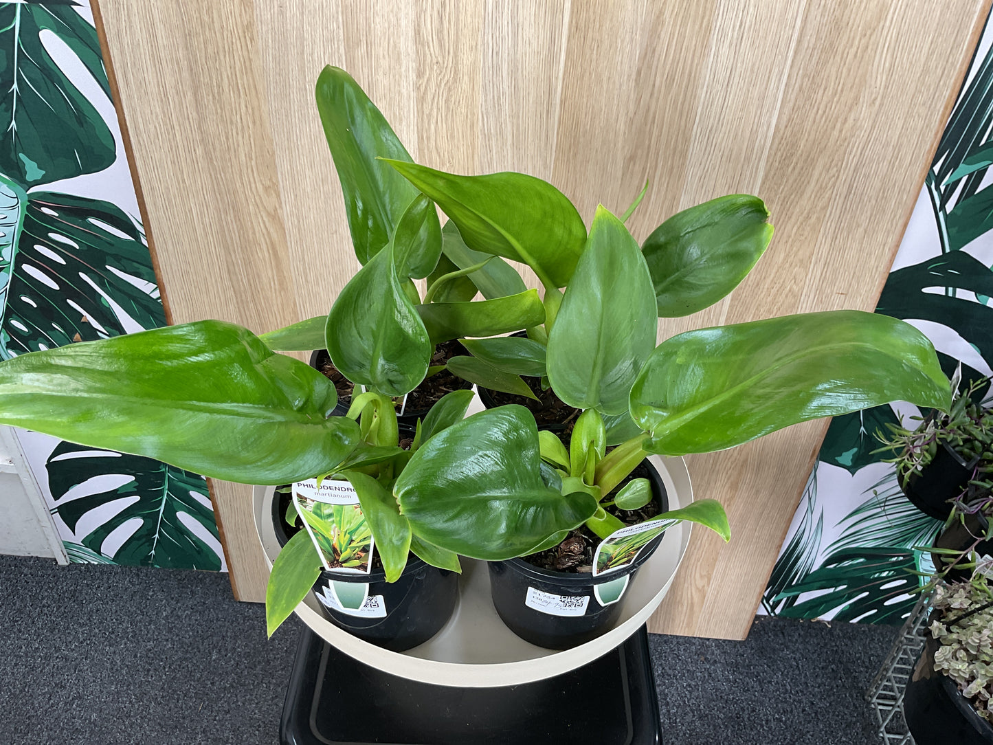 Philodendron Martianum