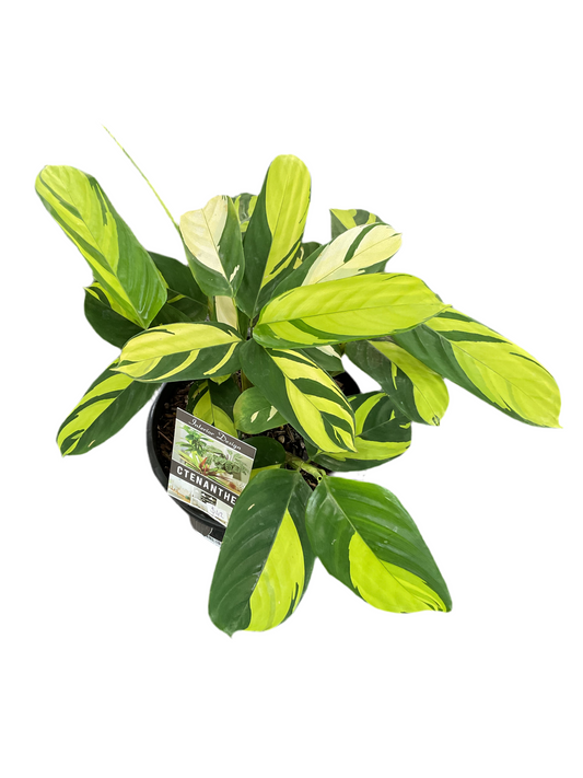 200mm Pilosa