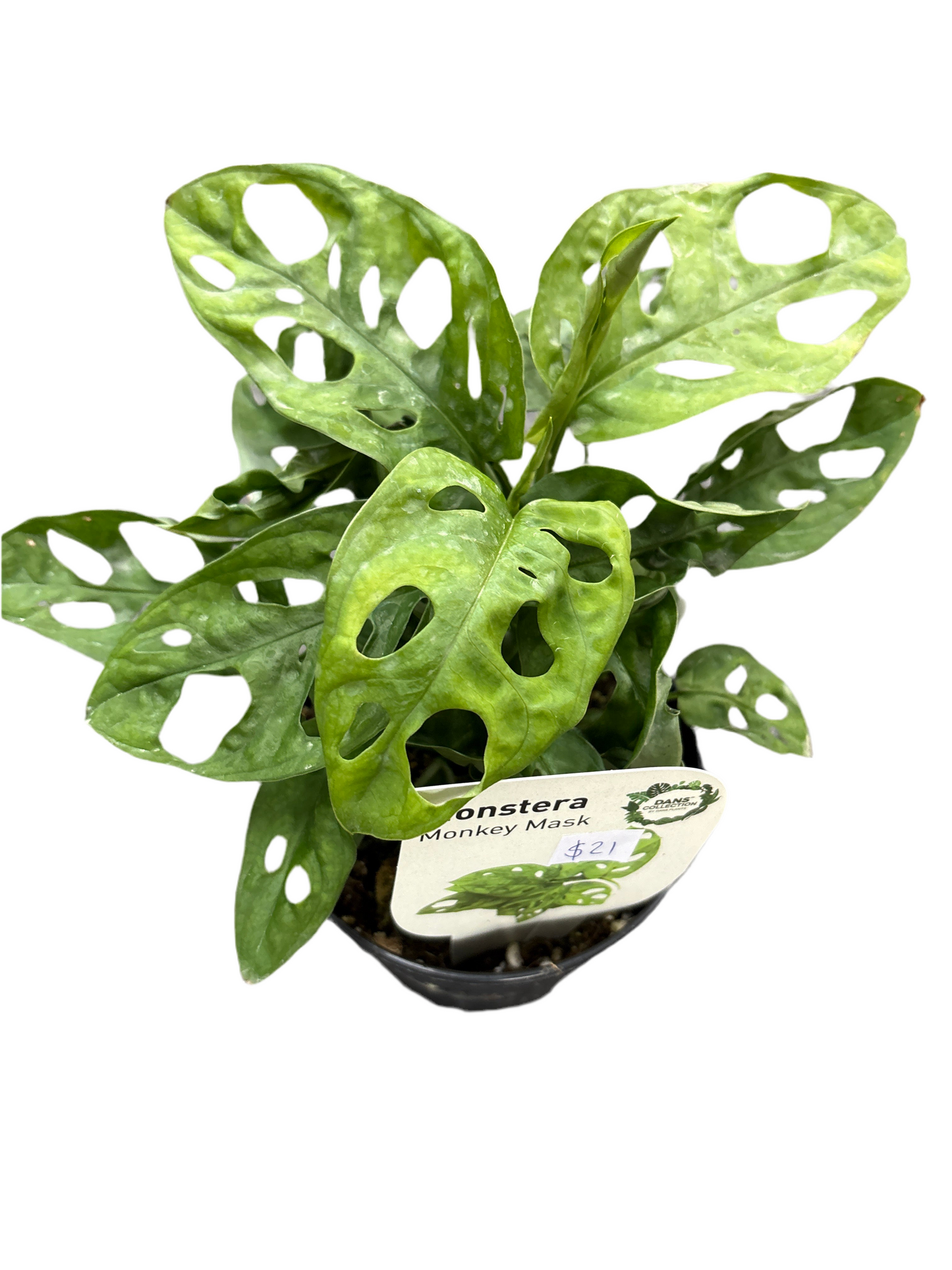 120mm Monstera adansonii monkey mask
