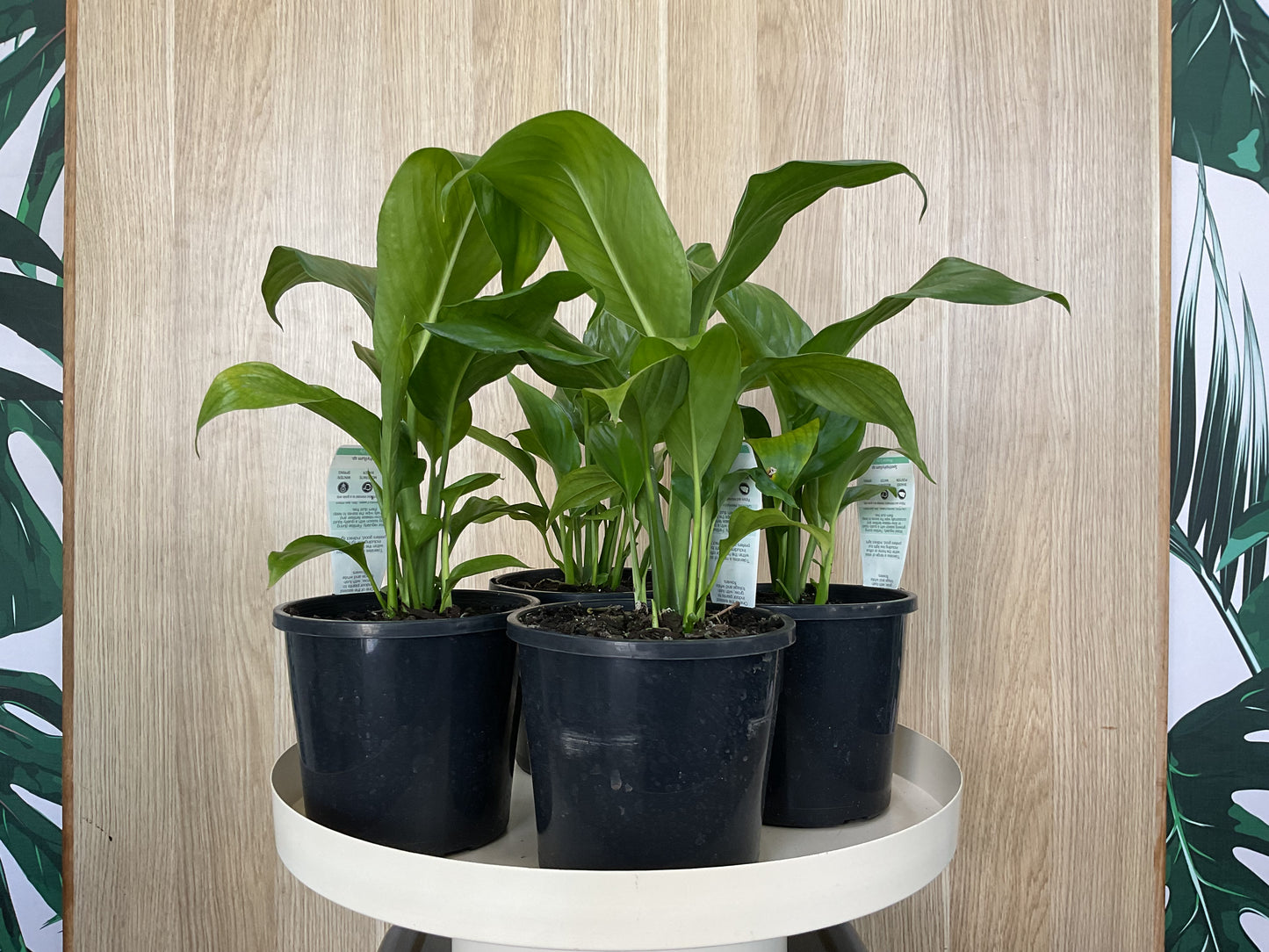 Spathiphyllum Sweet Lauretta