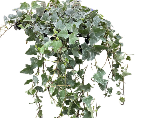 200mm Camouflage Ivy