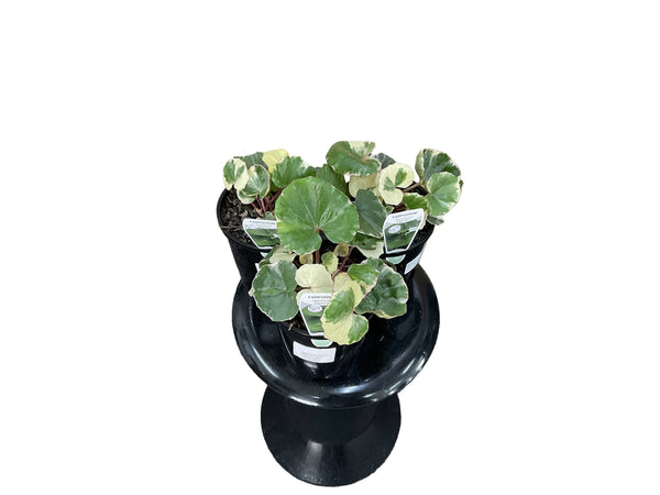 140mm Variegated Tractor Seat