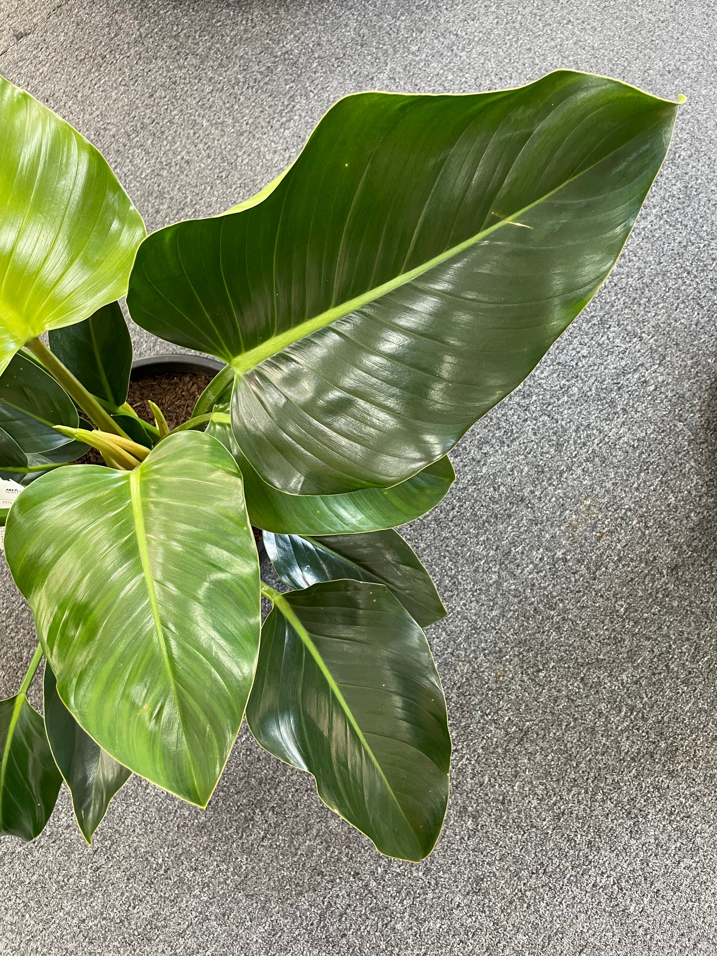 300mm Philodendron Congo