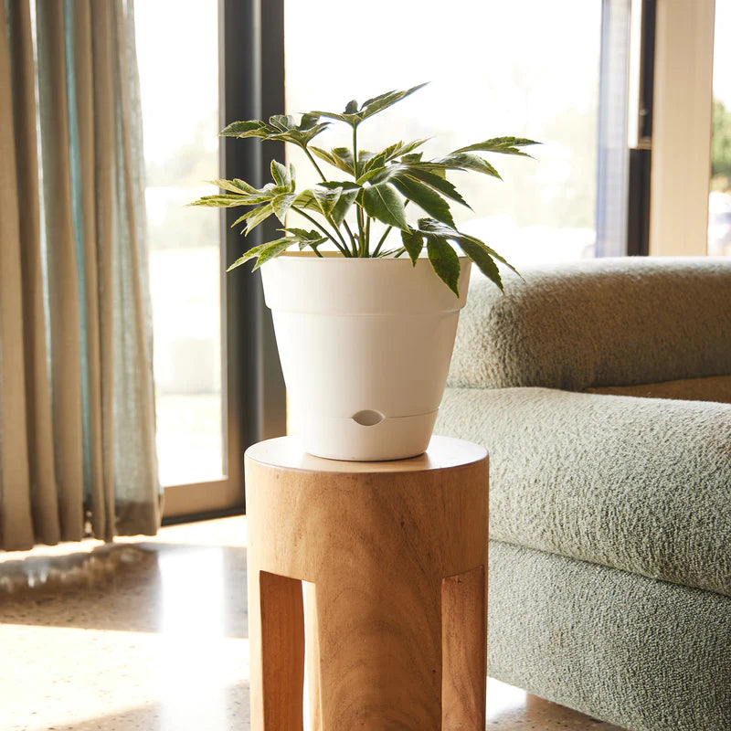 Self Watering Planter- 250mm x 230mm