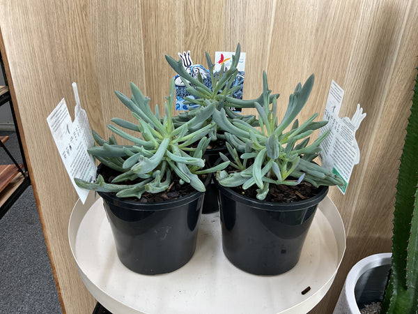 Trident Blue Succulent