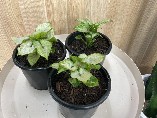 Syngonium Sunshine Speckle