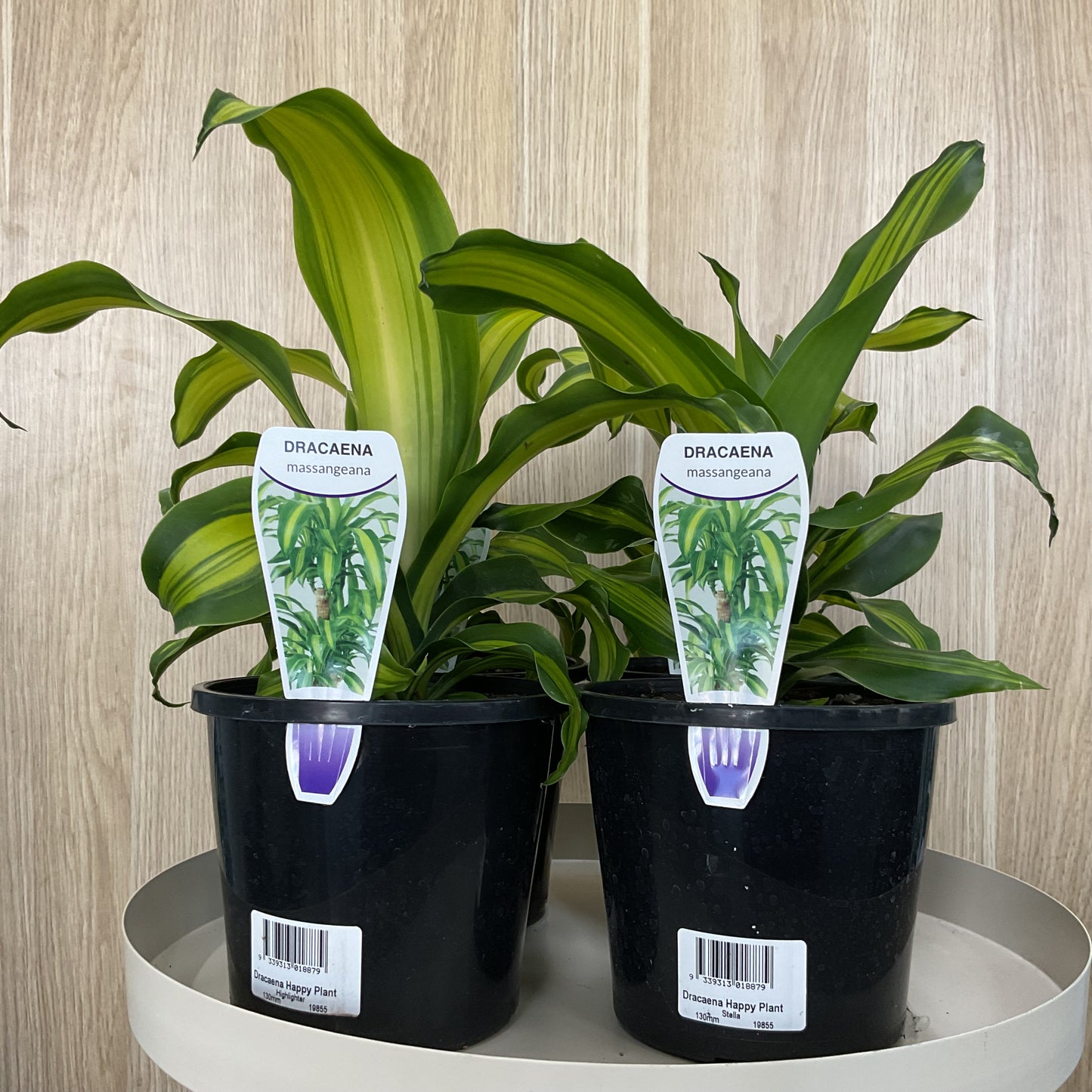 Dracaena Happy Plant