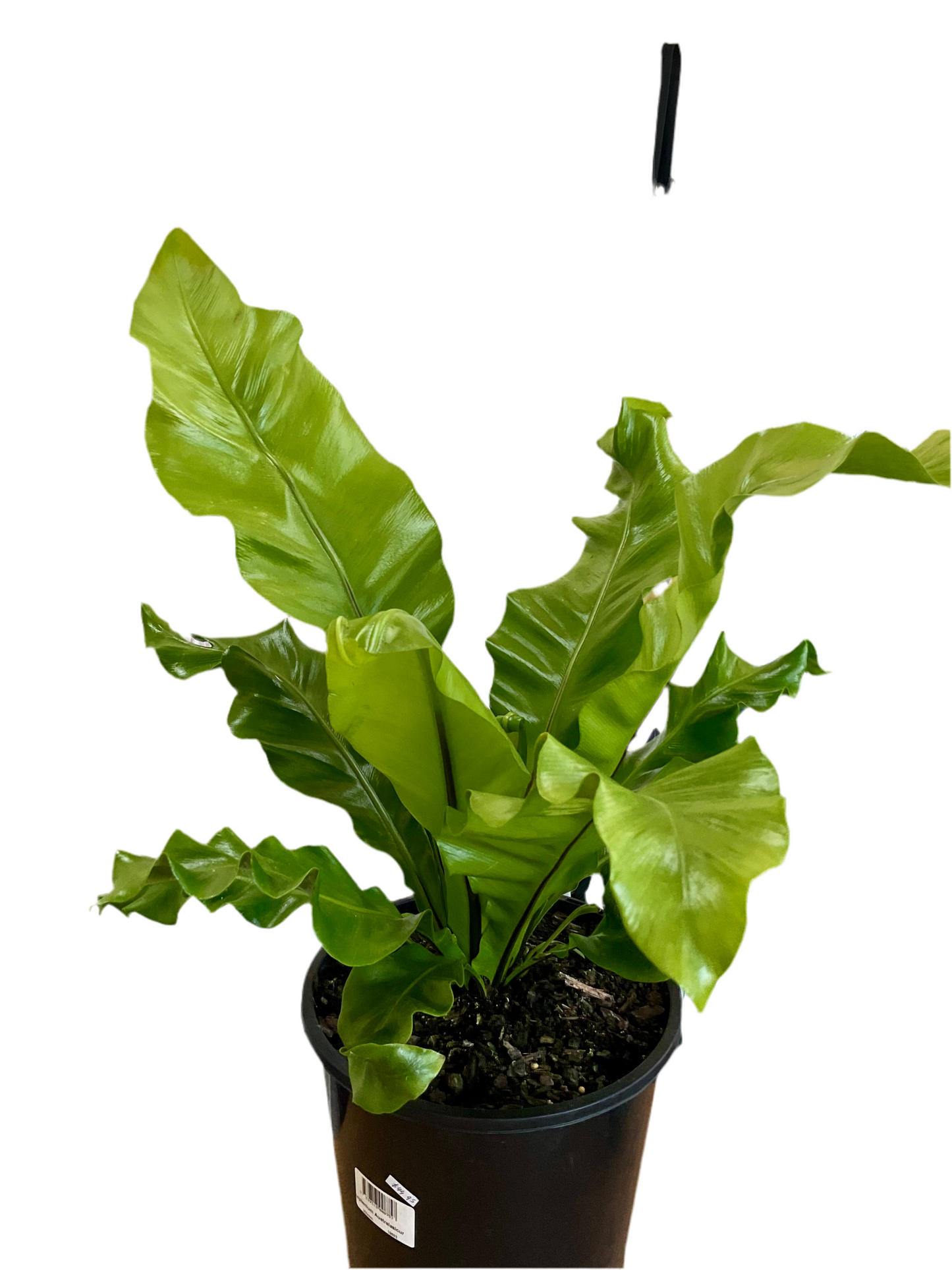 200mm Birds Nest Fern