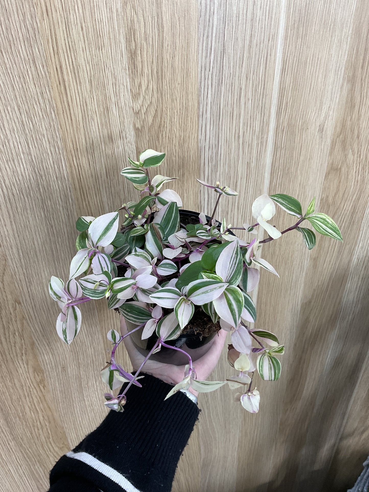 Tradescantia Tricolour