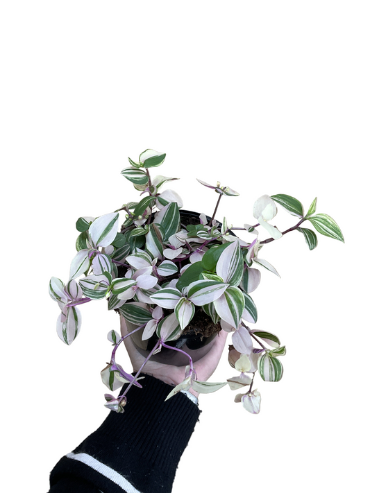 Tradescantia Tricolour