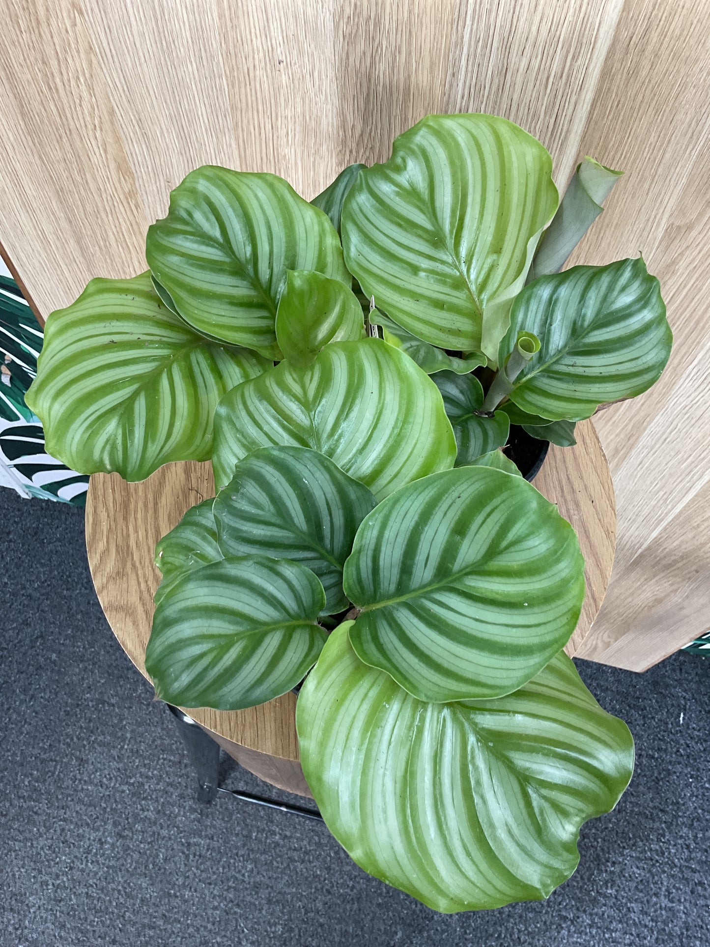 Calathea Orbifolia