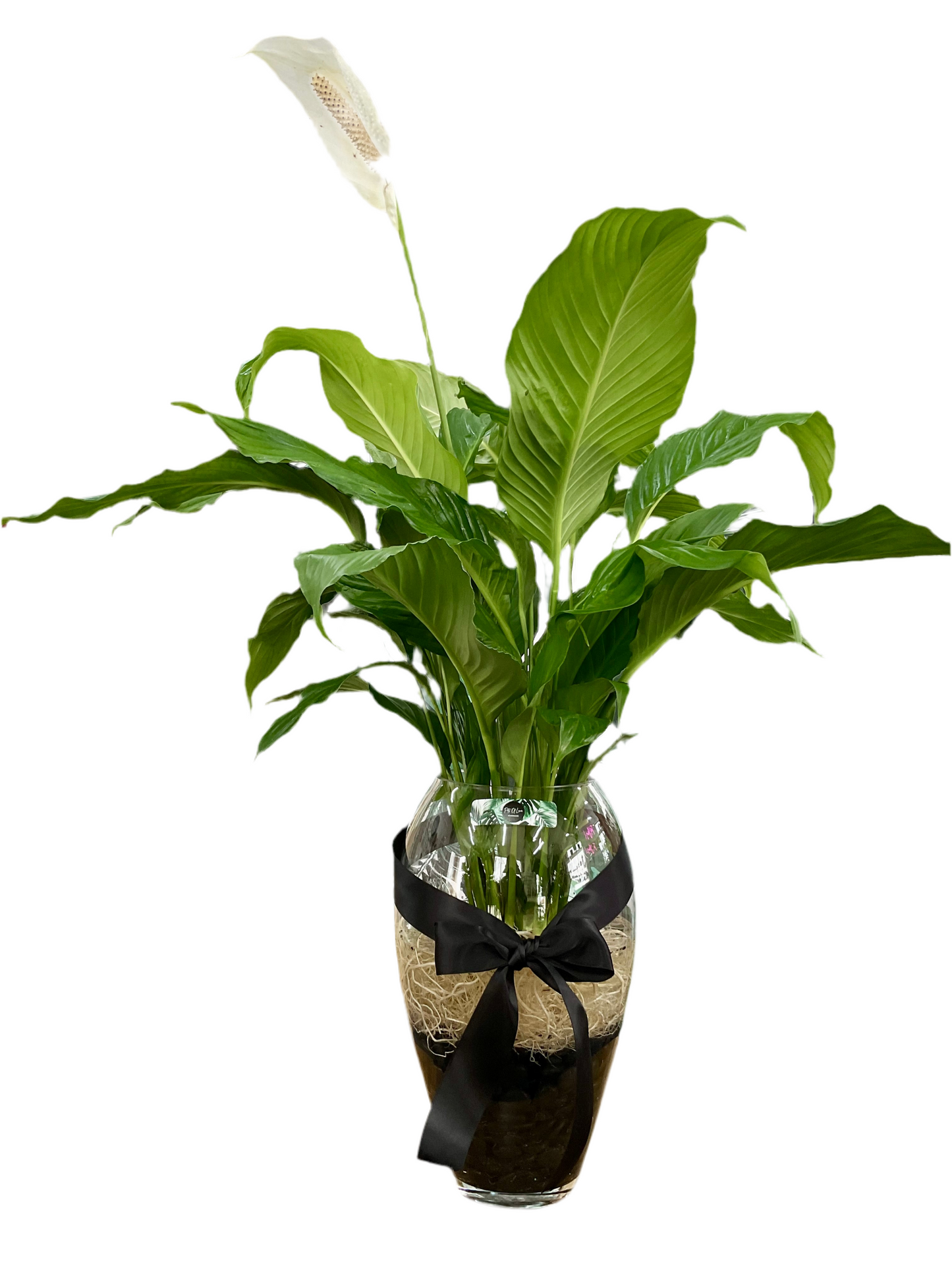 Huge 90cm Hydro Peace Lily