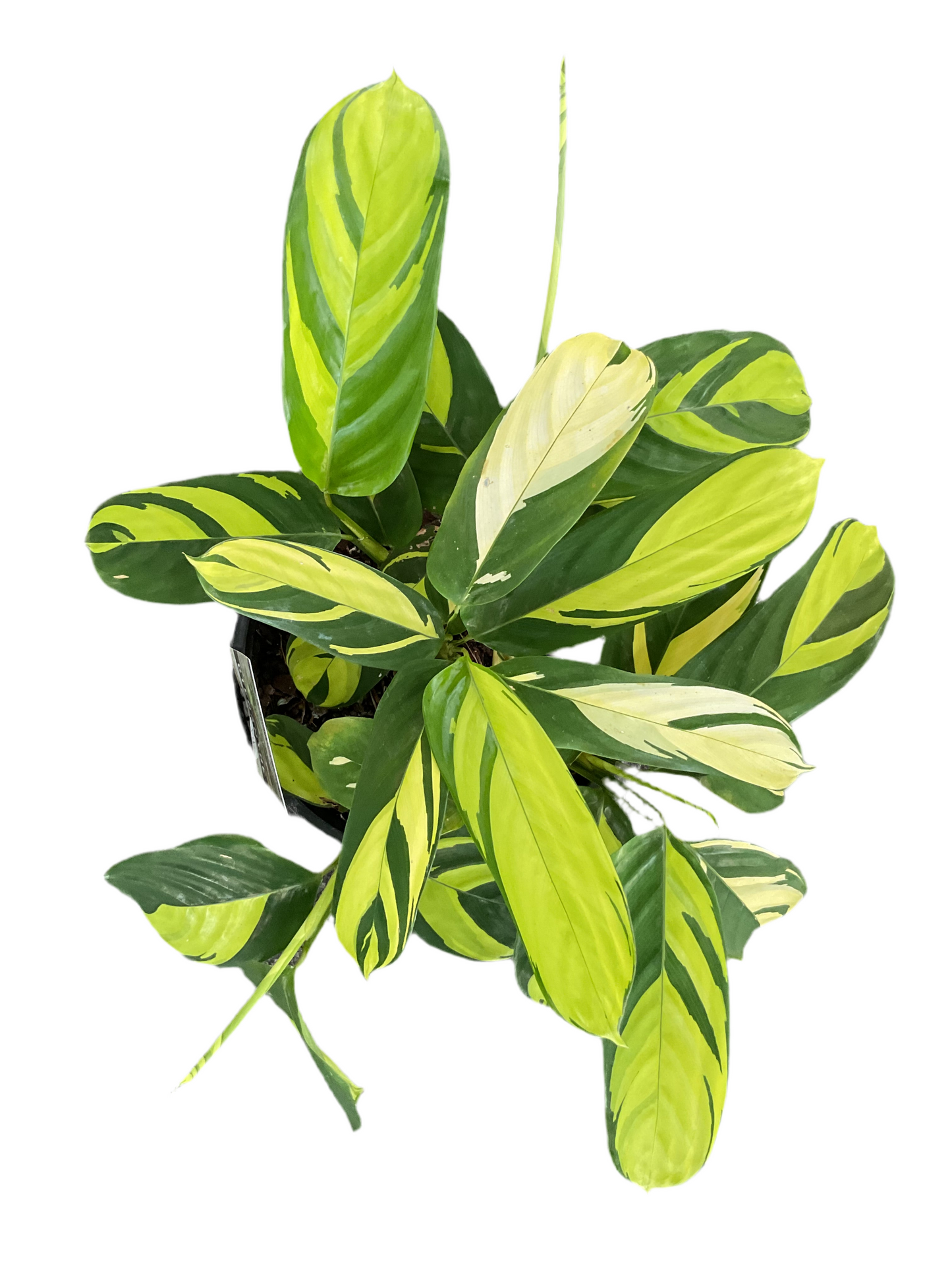 200mm Pilosa