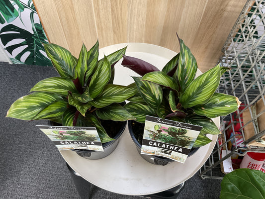 Calathea Beauty Star