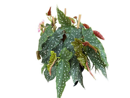 250mm Polka Dot Begonia
