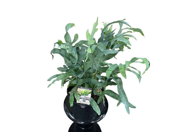 200mm Blue Star Fern