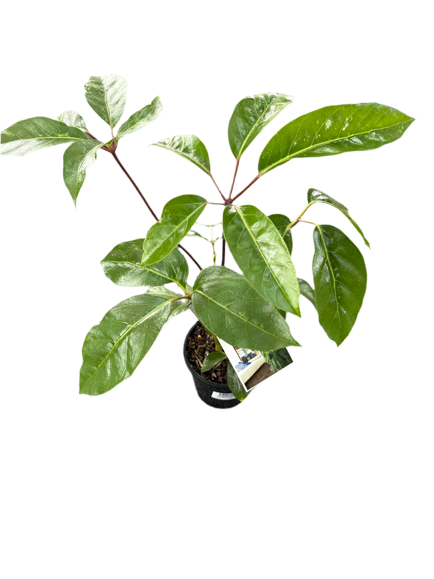 130mm Schefflera Alpine