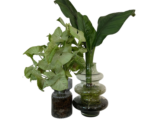 Hydro Plants- Large- Assorted