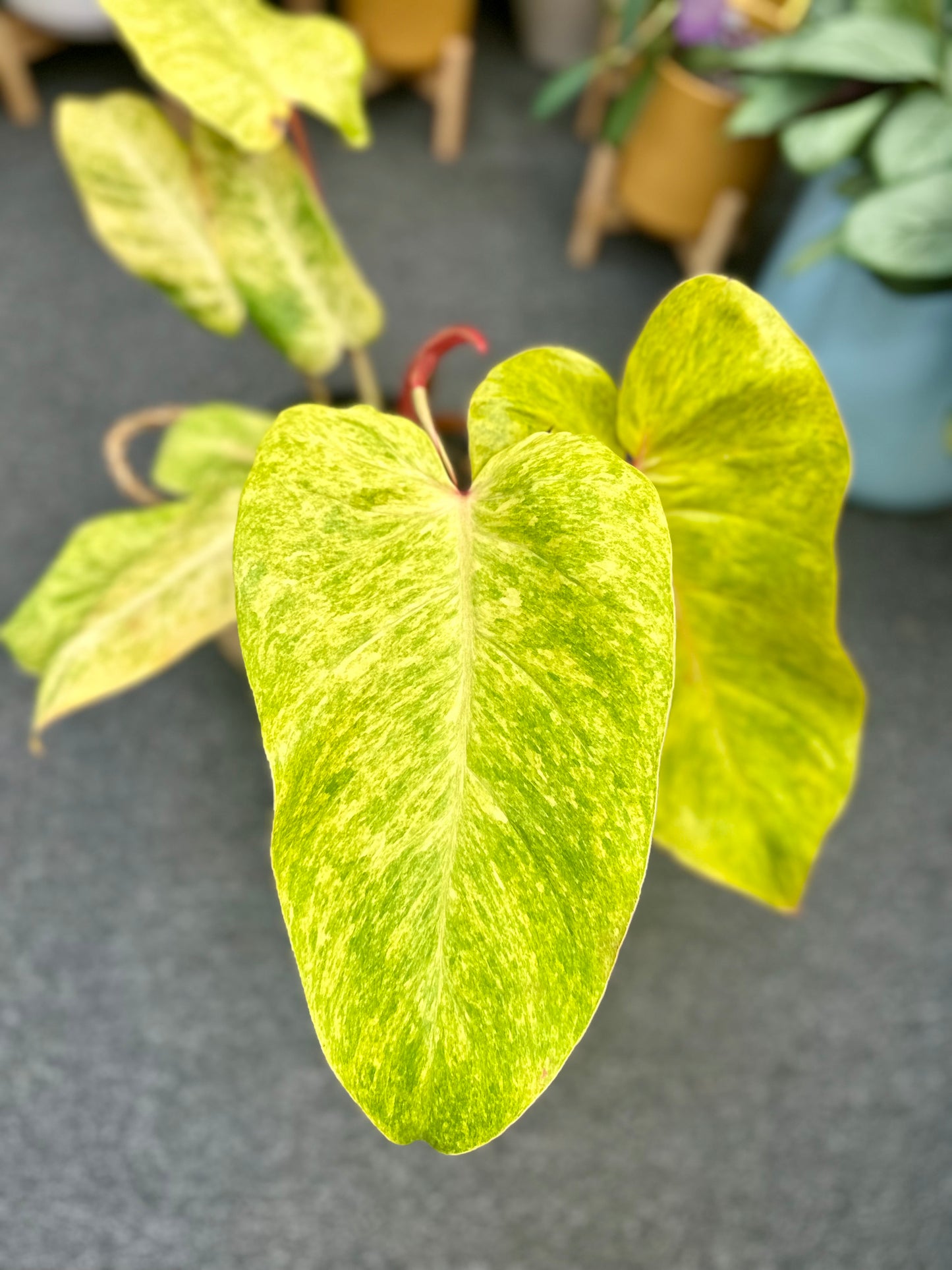 200mm Philodendron Painted Lady